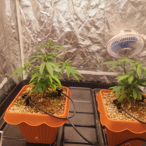 Happy Pappy growlog timeline photo