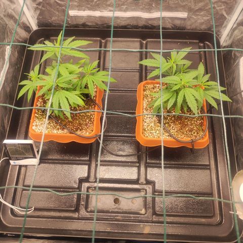 Happy Pappy growlog timeline photo
