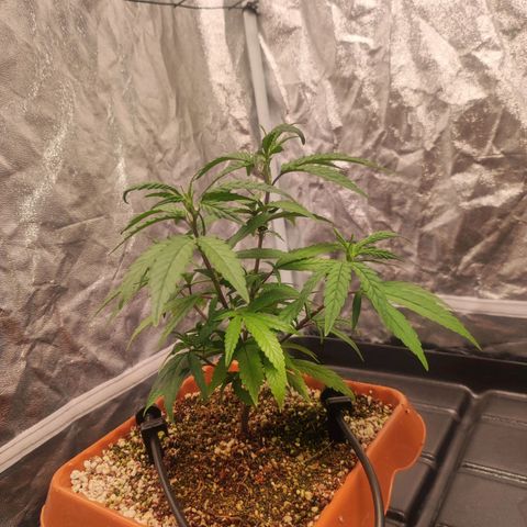 Happy Pappy growlog timeline photo