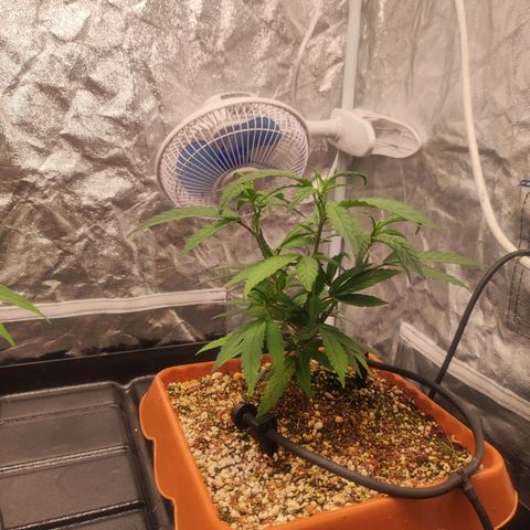 Happy Pappy growlog timeline photo