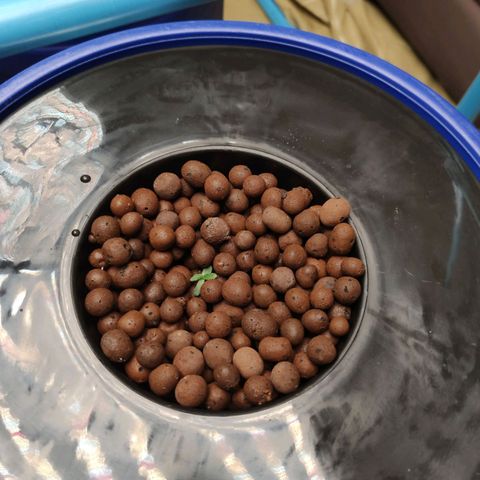 Blue Cheese Automatic growlog photo: Transplant to dwc
