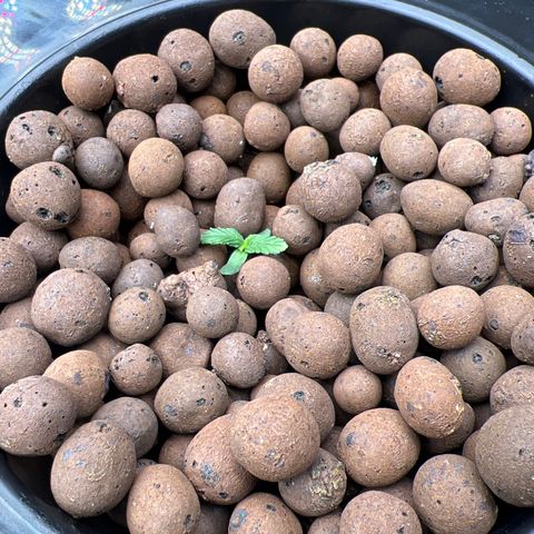 Blue Cheese Automatic growlog timeline photo