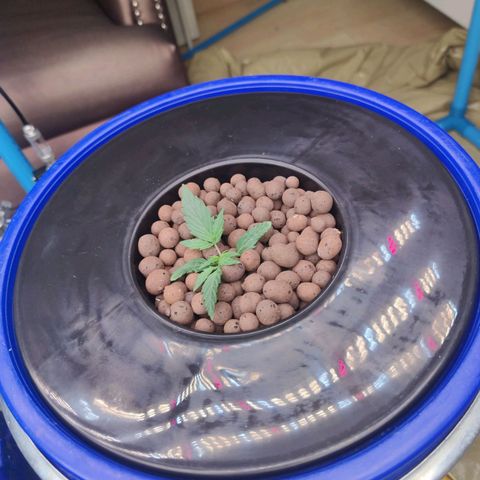 Blue Cheese Automatic growlog timeline photo