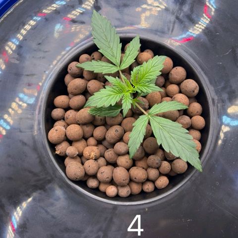 Blue Cheese Automatic growlog timeline photo