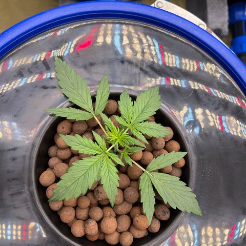 Blue Cheese Automatic growlog timeline photo