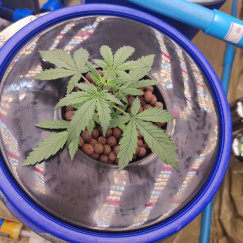 Blue Cheese Automatic growlog timeline photo