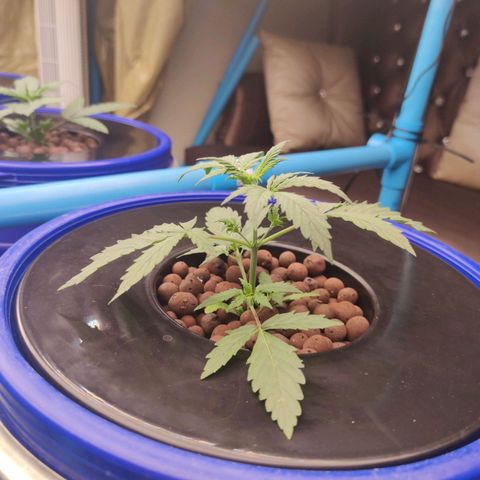 Blue Cheese Automatic growlog timeline photo