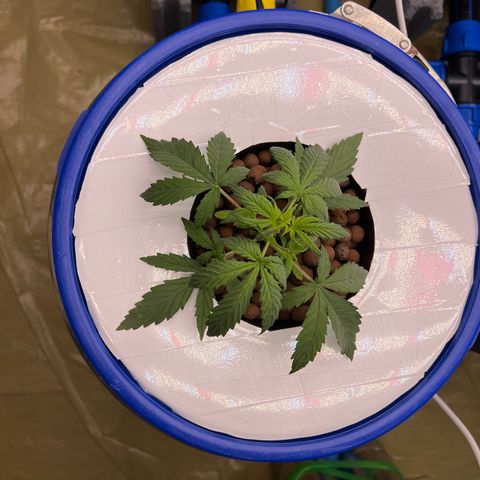 Blue Cheese Automatic growlog timeline photo