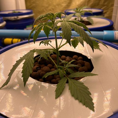 Blue Cheese Automatic growlog timeline photo