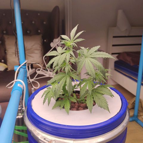 Blue Cheese Automatic growlog timeline photo