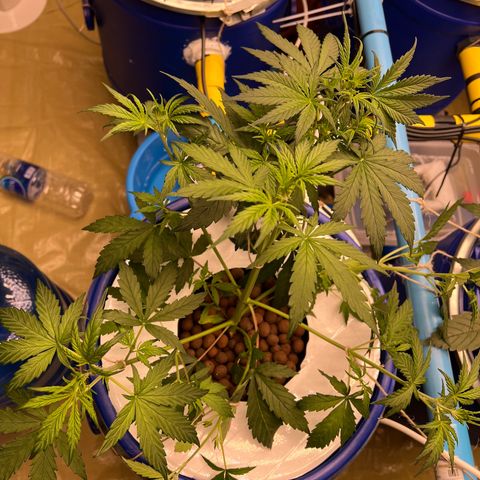 Blue Cheese Automatic growlog timeline photo