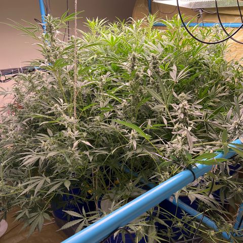 Blue Cheese Automatic growlog timeline photo