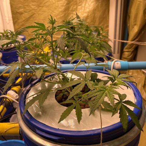 Blue Cheese Automatic growlog timeline photo