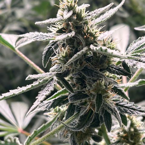 Blue Cheese Automatic growlog timeline photo