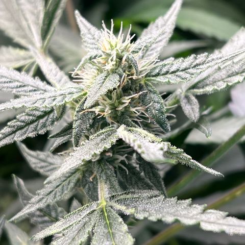 Blue Cheese Automatic growlog timeline photo