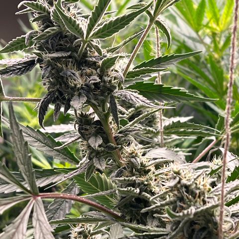 Blue Cheese Automatic growlog timeline photo