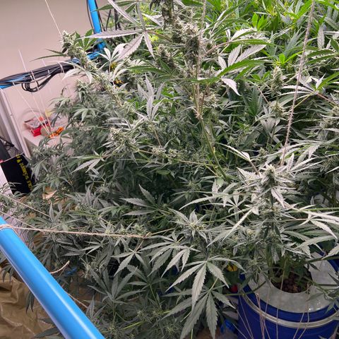 Blue Cheese Automatic growlog timeline photo