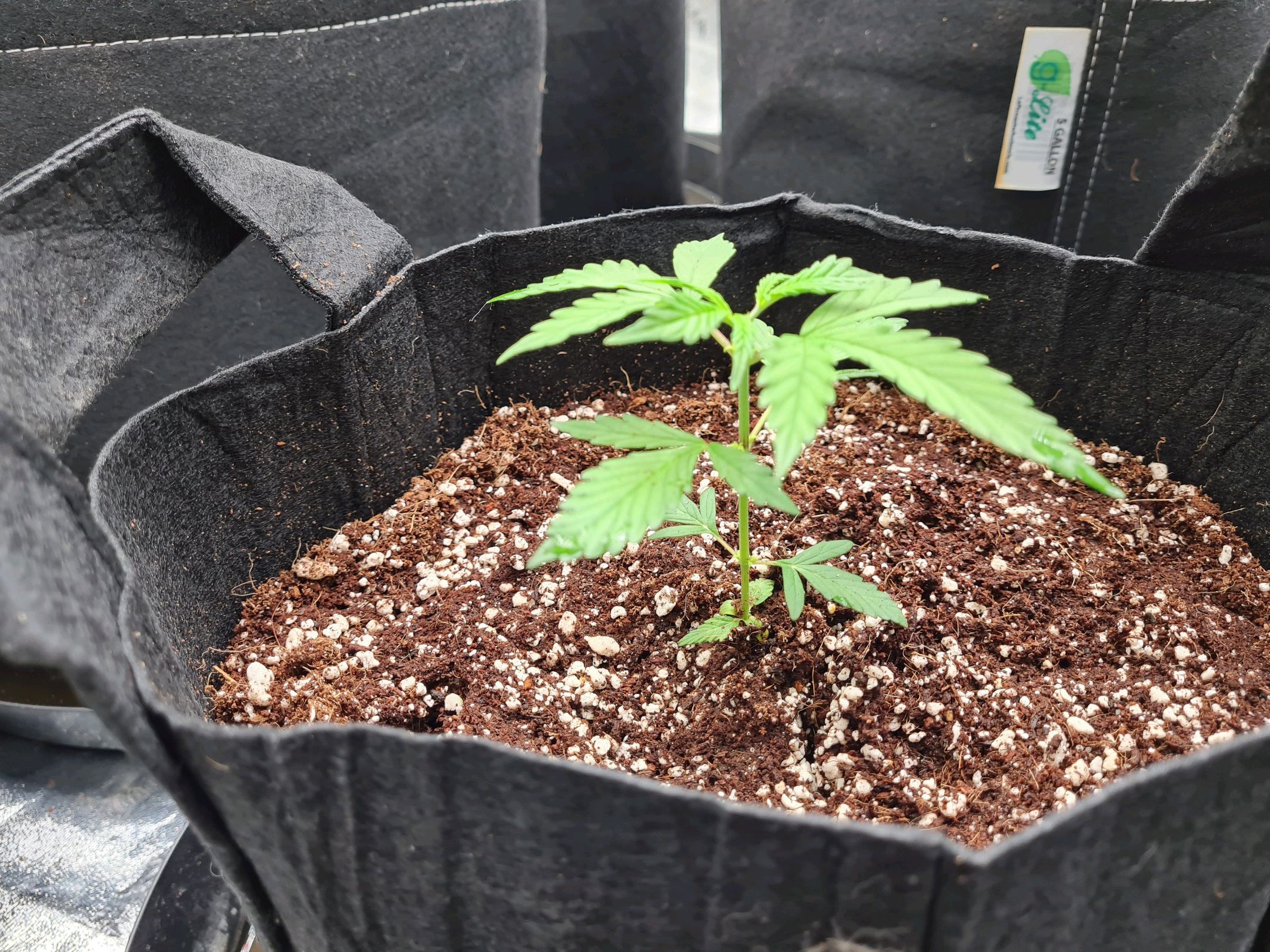 Wedding Cake growlog header