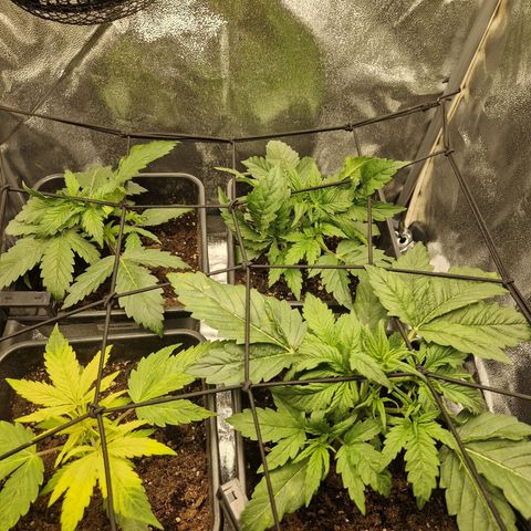  Auto Sour Diesel&cream caramel  growlog timeline photo