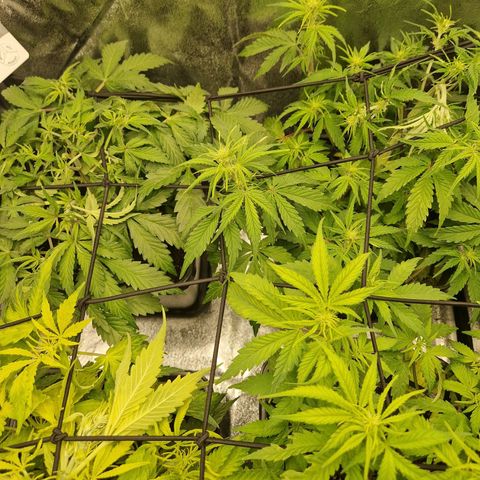  Auto Sour Diesel&cream caramel  growlog timeline photo