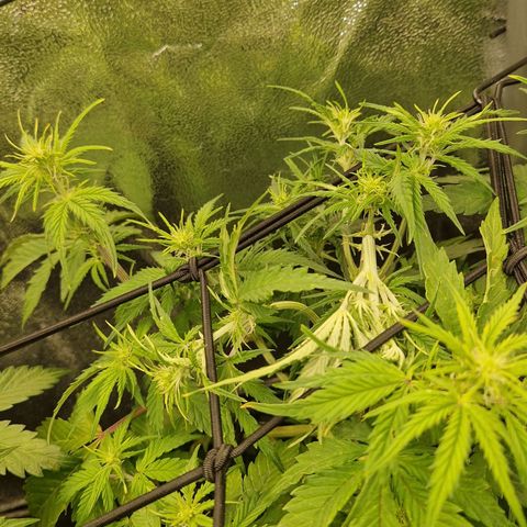  Auto Sour Diesel&cream caramel  growlog timeline photo