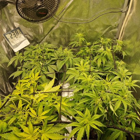  Auto Sour Diesel&cream caramel  growlog timeline photo