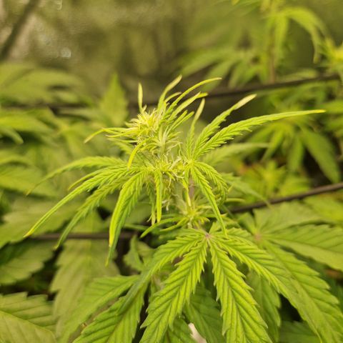  Auto Sour Diesel&cream caramel  growlog timeline photo