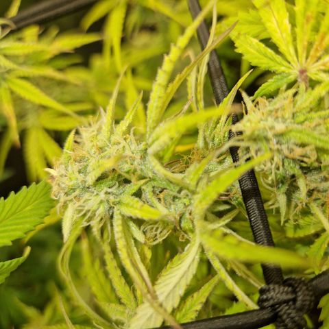  Auto Sour Diesel&cream caramel  growlog timeline photo
