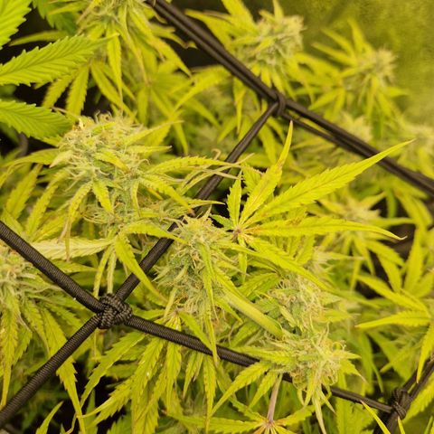  Auto Sour Diesel&cream caramel  growlog timeline photo
