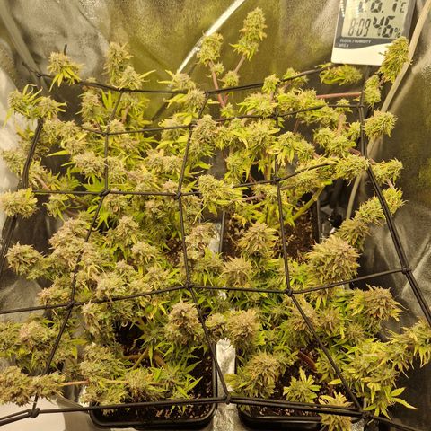  Auto Sour Diesel&cream caramel  growlog timeline photo