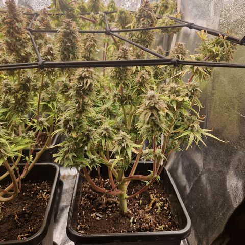  Auto Sour Diesel&cream caramel  growlog timeline photo