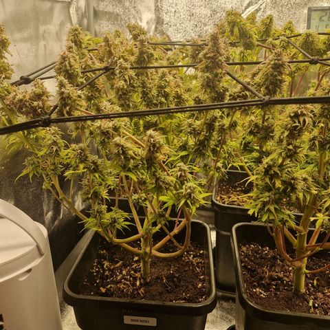  Auto Sour Diesel&cream caramel  growlog timeline photo