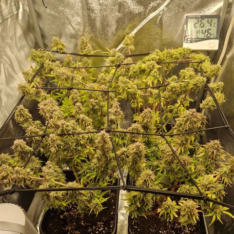  Auto Sour Diesel&cream caramel  growlog timeline photo