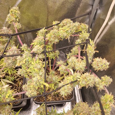  Auto Sour Diesel&cream caramel  growlog timeline photo