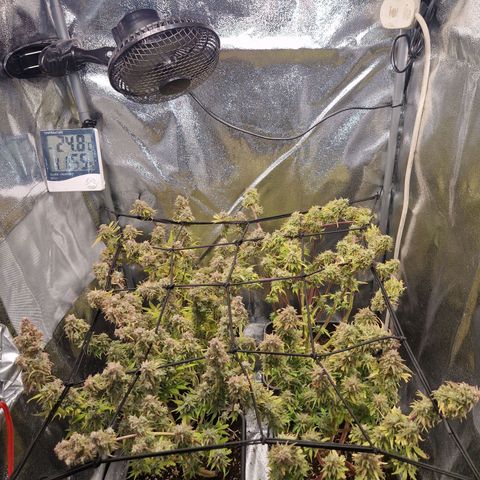  Auto Sour Diesel&cream caramel  growlog timeline photo