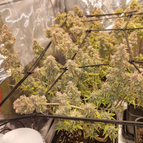  Auto Sour Diesel&cream caramel  growlog timeline photo