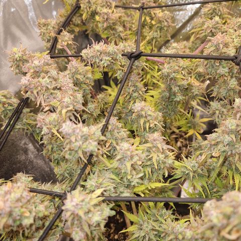  Auto Sour Diesel&cream caramel  growlog timeline photo
