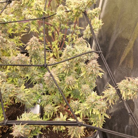  Auto Sour Diesel&cream caramel  growlog timeline photo
