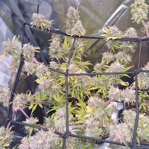  Auto Sour Diesel&cream caramel  growlog timeline photo