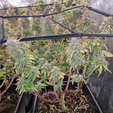  Auto Sour Diesel&cream caramel  growlog timeline photo