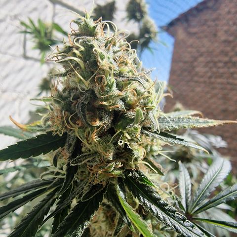 Royal Queen Seeds  growlog timeline photo