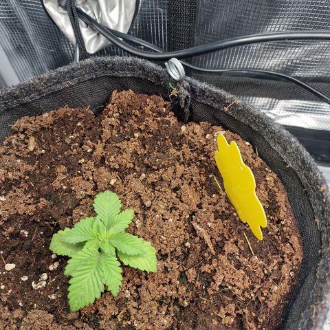 Barneys Farm growlog timeline photo