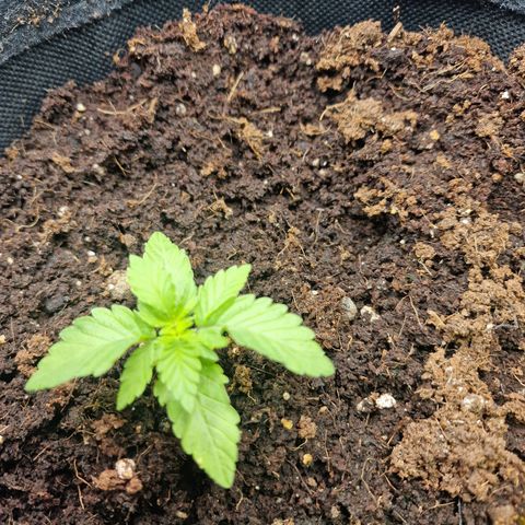 Barneys Farm 2 growlog timeline photo