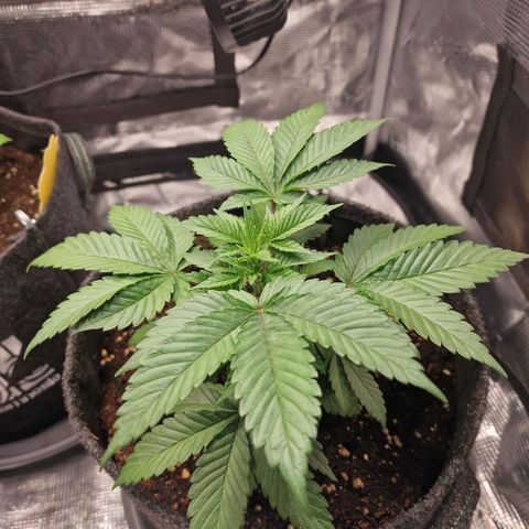 Barneys Farm growlog timeline photo