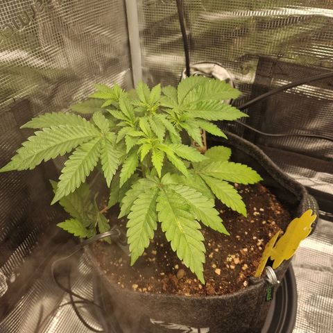 Barneys Farm 2 growlog timeline photo