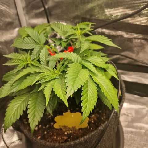 Barneys Farm growlog timeline photo