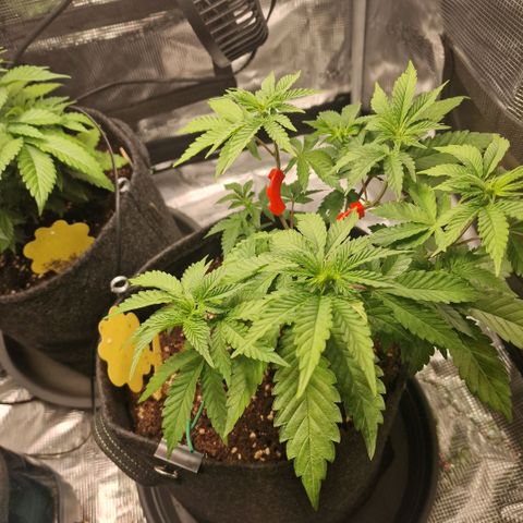 Barneys Farm 2 growlog timeline photo
