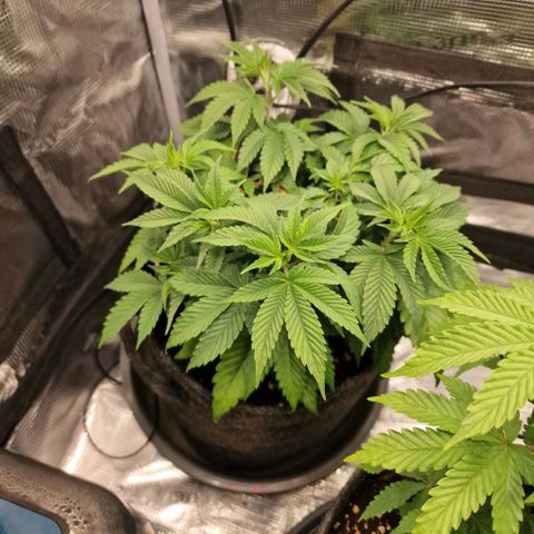 Barneys Farm growlog timeline photo