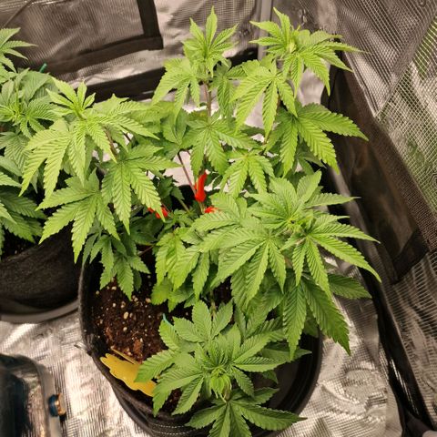 Barneys Farm 2 growlog timeline photo