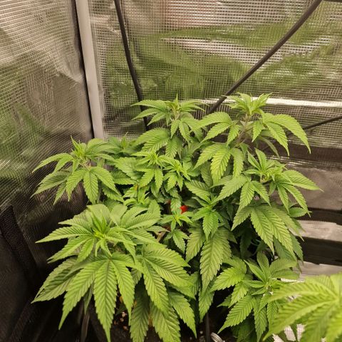 Barneys Farm growlog timeline photo